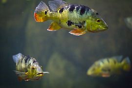 Vissen by Sybren Visser