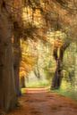 Herbst im Park von Ingrid Van Damme fotografie Miniaturansicht