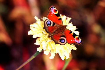 Dagpauwoog vlinder op gele bloem van Cha Rosa