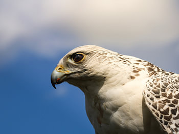 Weißer Falke vor einem zartblauen Hintergrund