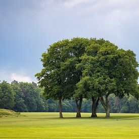 De Wachters van het Veld – Oude bomen in het licht van Saranda in 't Veld Fotografie