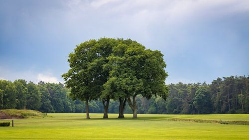 Les gardiens du champ - Les arbres anciens à la lumière sur Saranda in 't Veld Fotografie