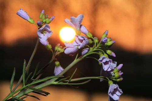 Pinksterbloem voor de zon