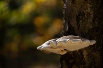 Paddenstoel Berkenzwam Piptoporus betulinus  van Tonko Oosterink