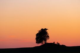 European beech by Sven-Erik Arndt