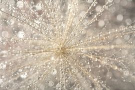 Abstraction: fluff with water droplets by Marjolijn van den Berg