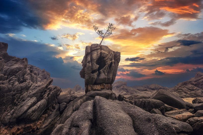 Pine tree on the rock by Tiger Seo