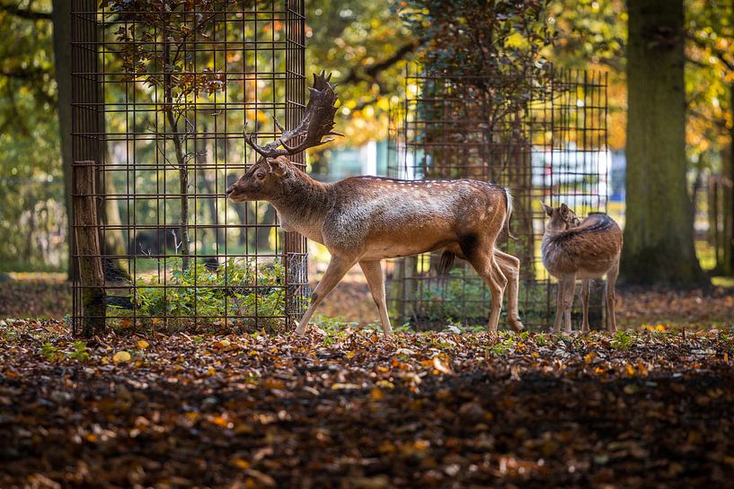 Hirsch 1 von Nuance Beeld