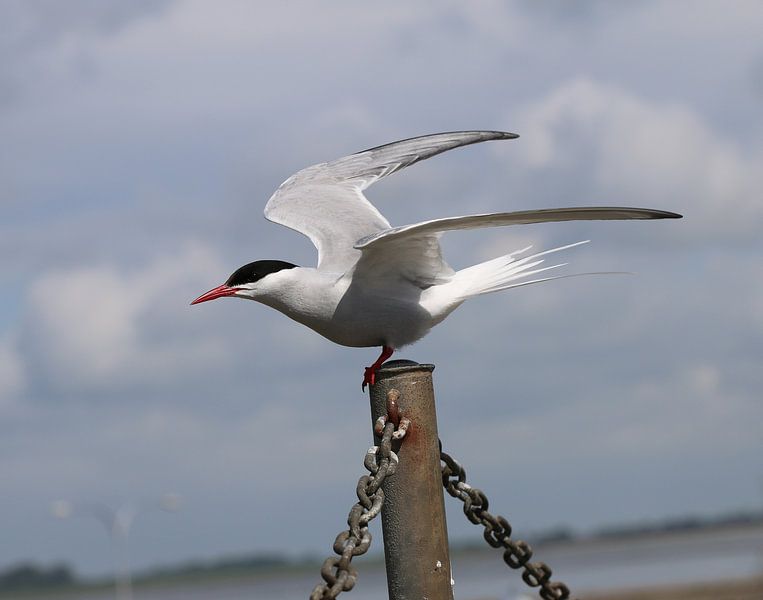 Arctic tern by Matthias Brix