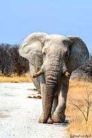 Elephant claims its territory.