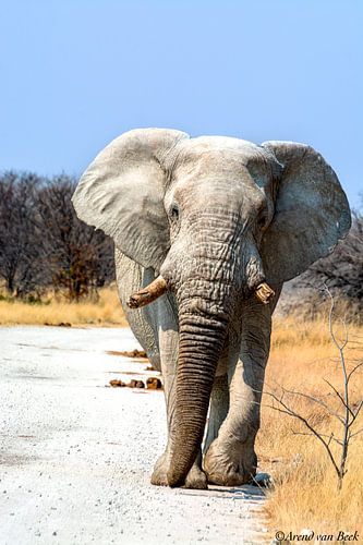 Elephant claims its territory.