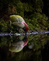Drinkende groene specht