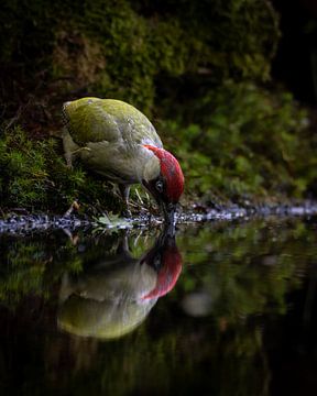 Drinking green woodpecker by Roy Kreeftenberg