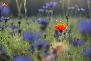 Mohnblume im Kornfeld