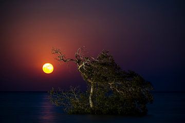 Maan opkomst Egypte, moonrise Egypt van Corrine Ponsen