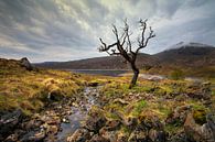 Schotland landschap dode boom van Peter Bolman thumbnail
