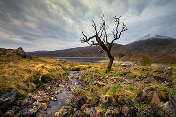 Schotland landschap dode boom van Peter Bolman
