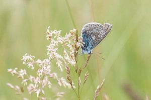 Ikarus blau auf Gras.