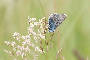 Icarusblauwtje (vlinder) op gras. van Janny Beimers