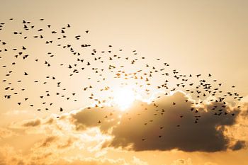 Swarming Starlings at sunset in the Biesbosch