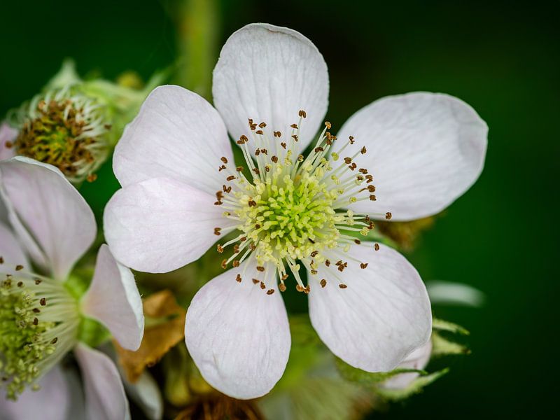 Blackberry blossom close up by Erwin Pilon