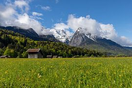 Blumenwiese im Frühling von Teresa Bauer