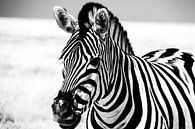 Zebra in Etosha NP von Marit van de Klok Miniaturansicht
