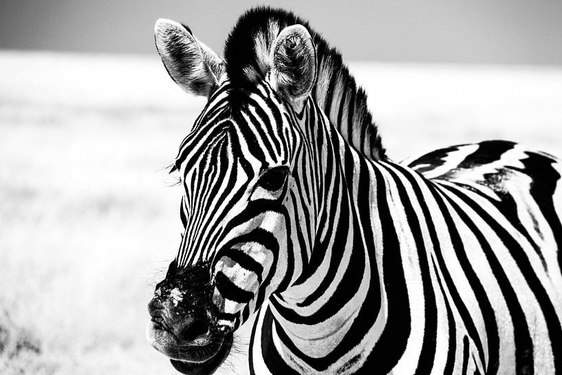 Zebra in Etosha NP von Marit van de Klok