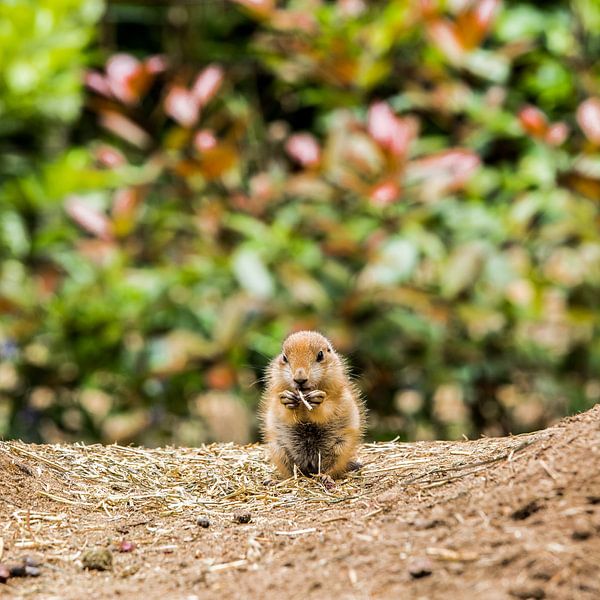Baby black-tailed prairie dog 2 by de buurtfotograaf Leontien