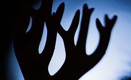 Korallenpilz von Danny Slijfer Natuurfotografie