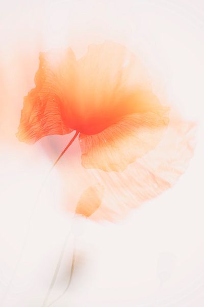 Mohn - Papaver 2022 - 12.2 von Danny Budts