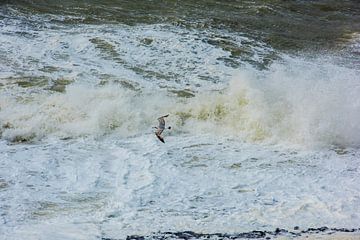 Meeuw spotten van Blond Beeld