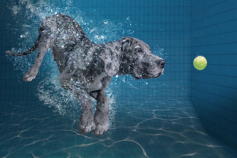 Splashdog, Marcel Egger par 1x