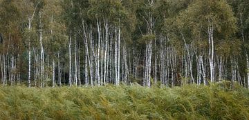 Forêt de troncs de bouleaux derrière une rangée de fougères sur Henno Drop