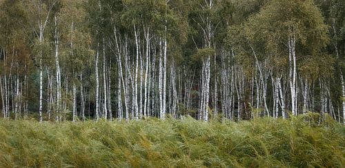 Forêt de troncs de bouleaux derrière une rangée de fougères sur Henno Drop
