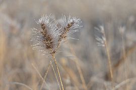 winter scene ornamental grass with ice crystals by picsbyronenvief