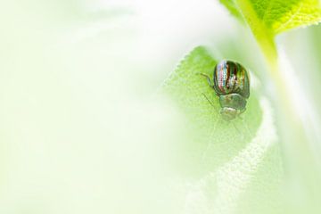 Het rozemarijngoudhaantje van Danny Slijfer Natuurfotografie