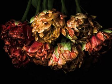 Tenturium Tulips 1 van Henk Leijen