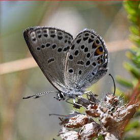 Vlinder Veenbesblauwtje (vierkant) van SchoutenFoto