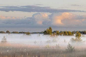 Balloërveld, brouillard terrestre, brume, aube, lande,