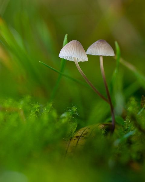 Paddenstoelen van Robbert De Reus