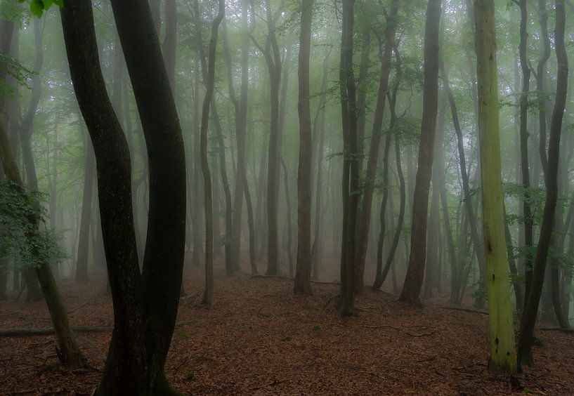 An einem frühen, regnerischen Morgen im Wald von André Post