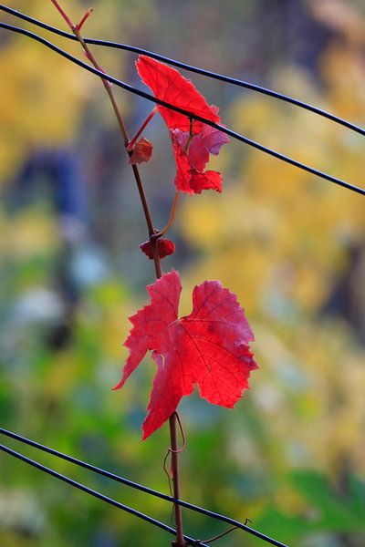Feuille de vigne d'automne par Thomas Jäger