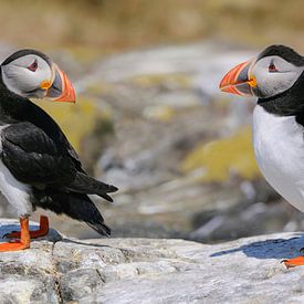 Atlantic Puffins on the Farne Islands by Harry Eggens