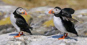 Atlantic Puffins on the Farne Islands by Harry Eggens