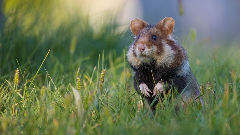 European Hamster by Jan-Willem Mantel