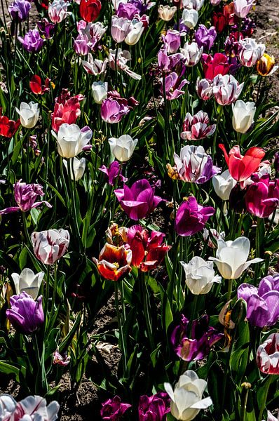 Tulips by Norbert Sülzner