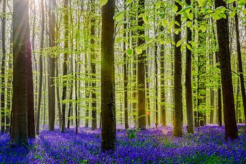 Forêt magique