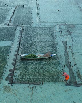 Seegrasbauern zwischen Ebbe und Flut von Ewold Kooistra