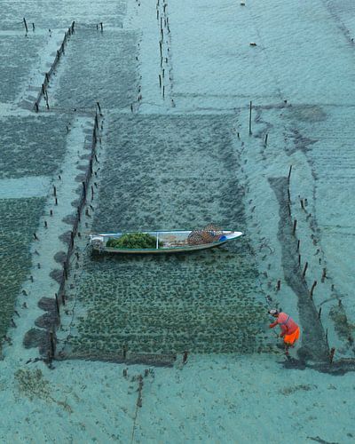 Zeewierboeren tussen eb en vloed